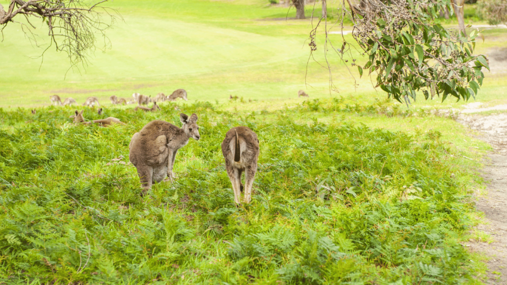 Australia