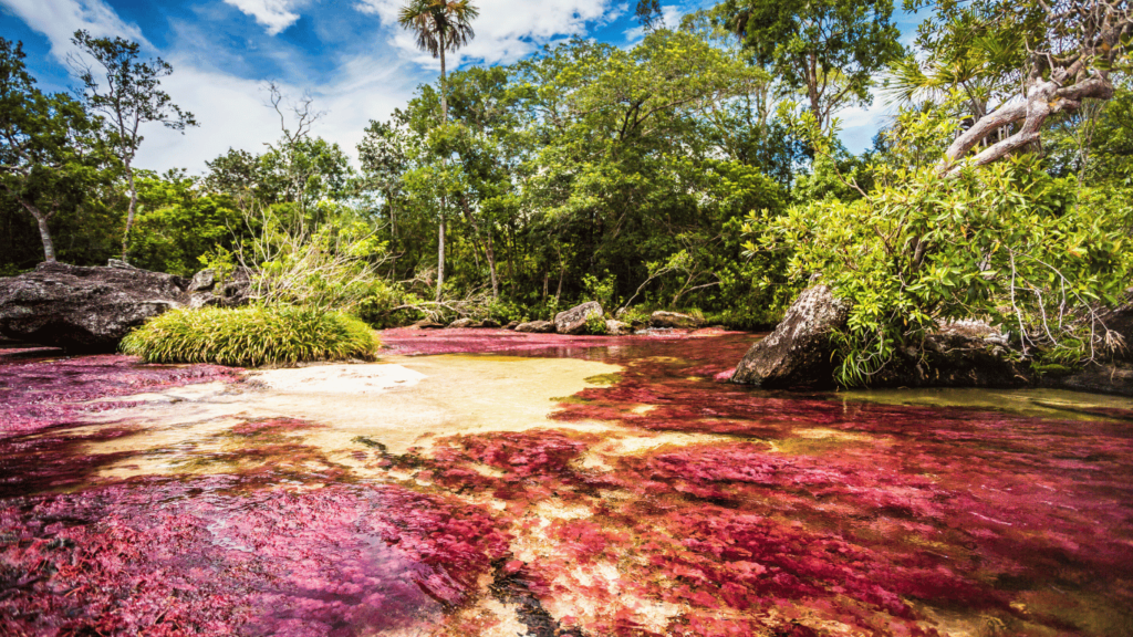 Caño Cristales