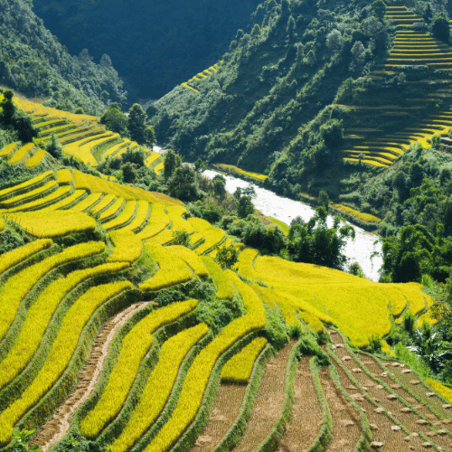 Arrozales en Sapa