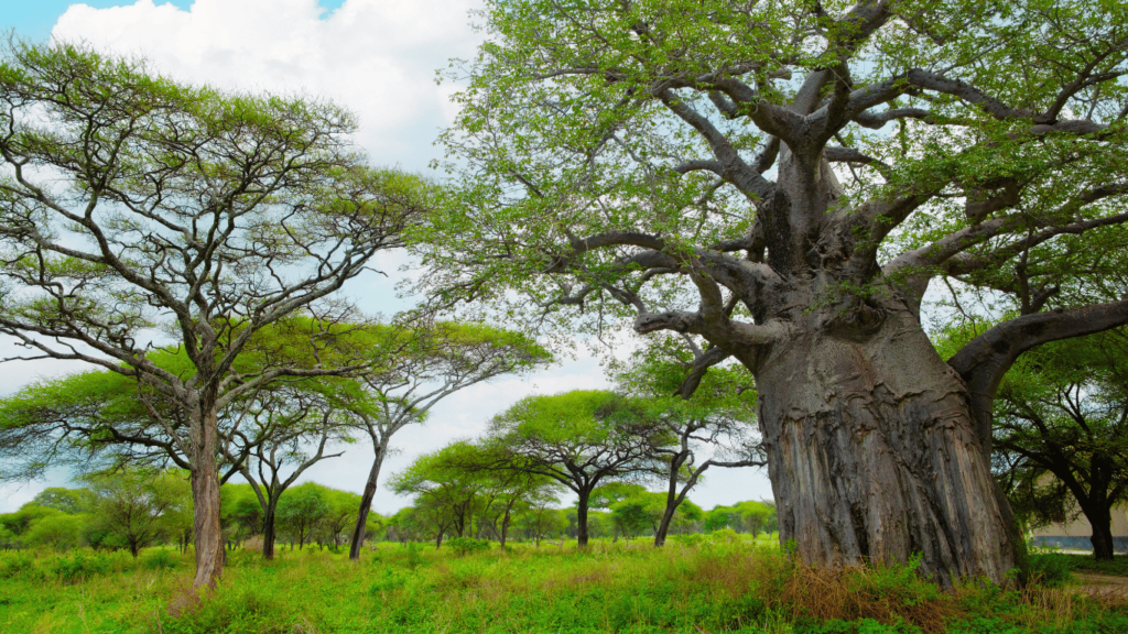 Tanzania