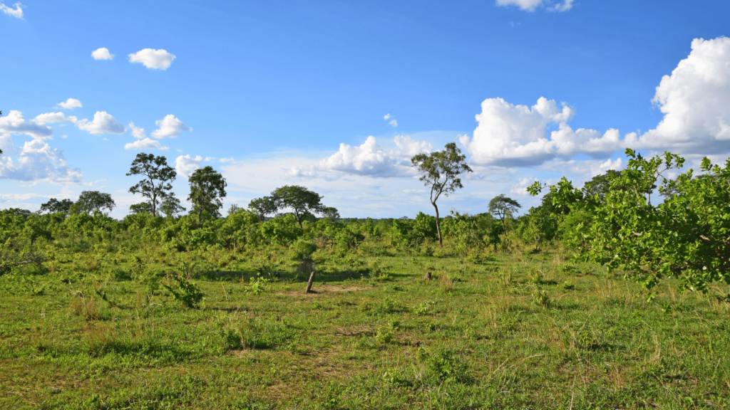 Zambia