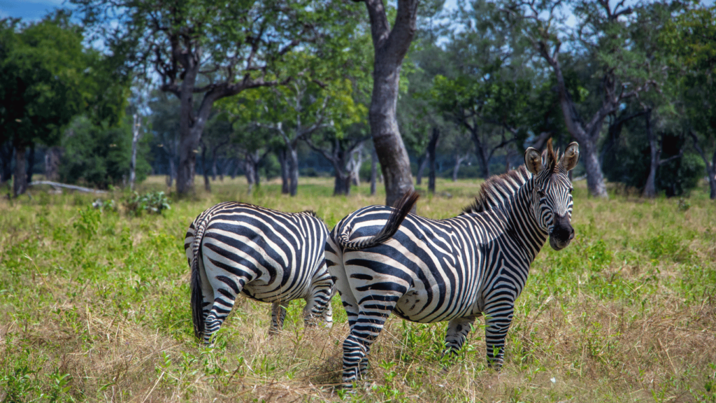 Zambia