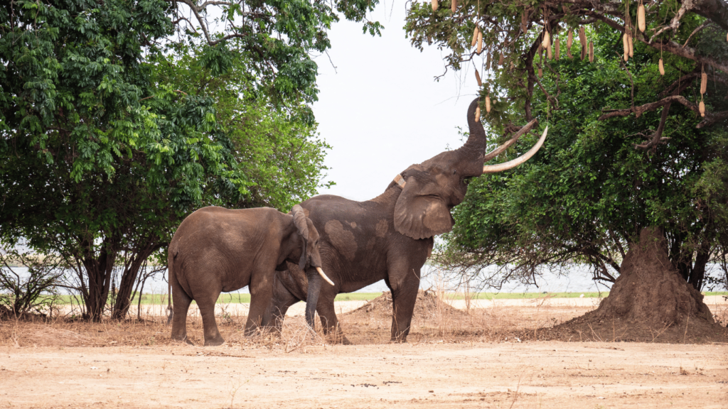 Zimbabue