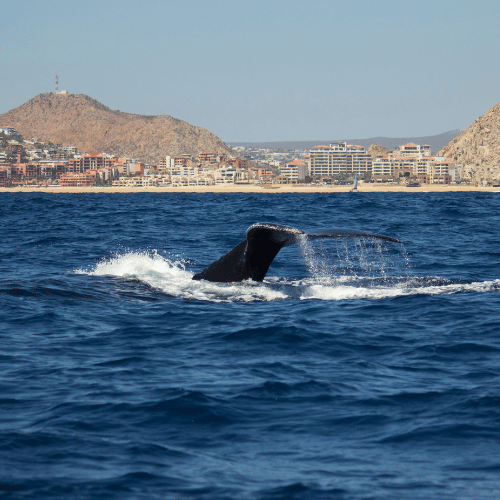 los cabos