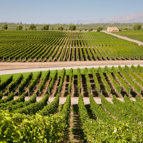 mendoza