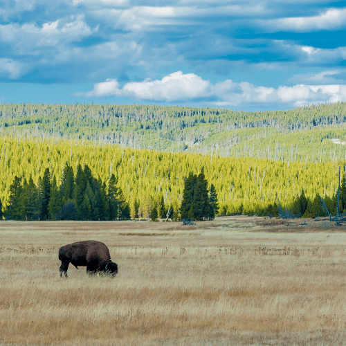 yellowstone