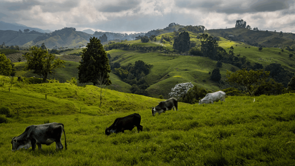 colombia
