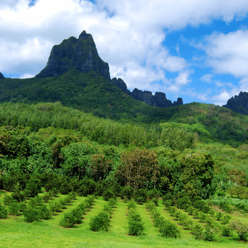 moorea