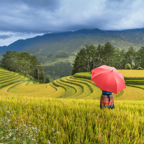 sapa